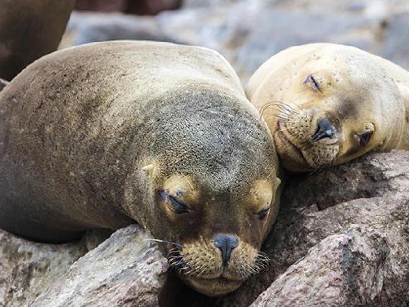 Full day Islas Ballestas y Reserva de Paracas