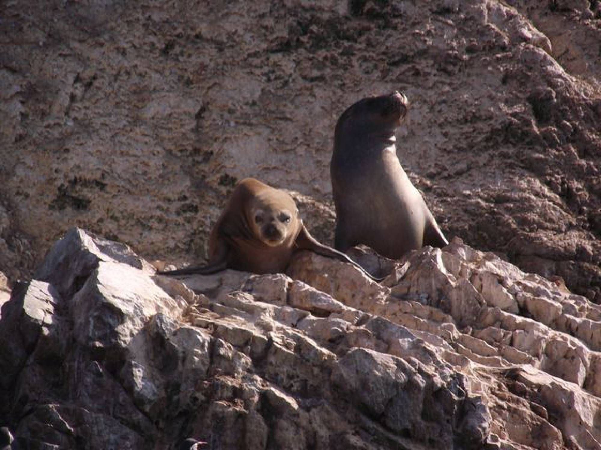 Paquete Ica Paracas 4 días 3 noches