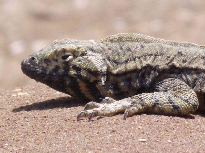 Paquete Ica Paracas 4 días 3 noches