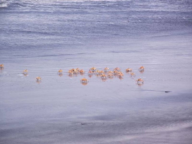 Paquete Ica Paracas 4 días 3 noches