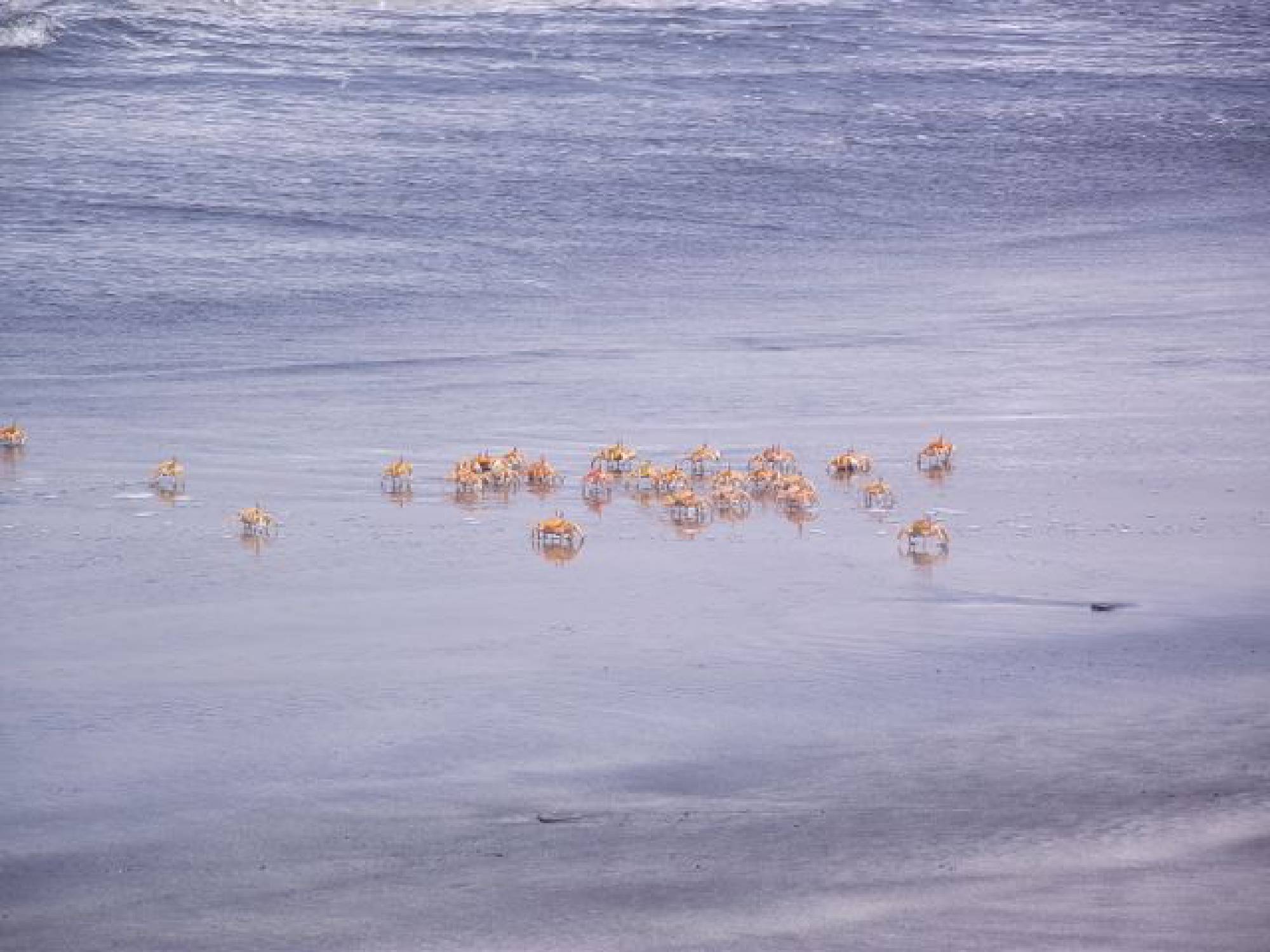 Paquete Ica Paracas 4 días 3 noches