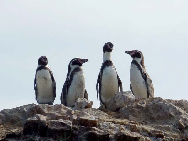 Detalles de sólo el tour marítimo a Islas Ballestas