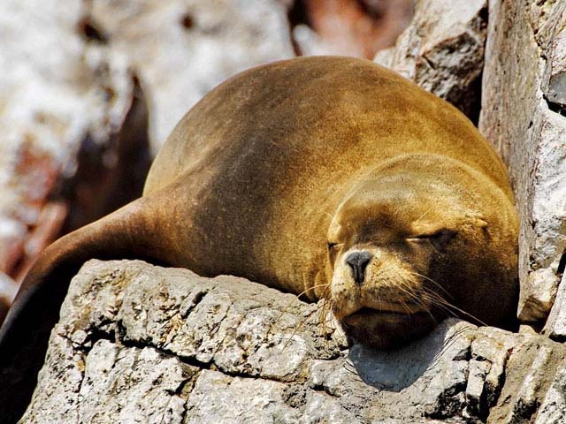 Detalles del paquete turístico Ica Paracas 2 días 1 noche